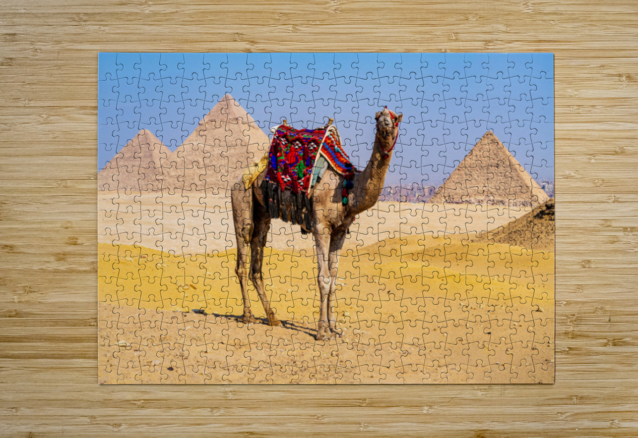 Single camel standing in front of Great Pyramid of Giza waiting  Steve Heap Puzzle printing
