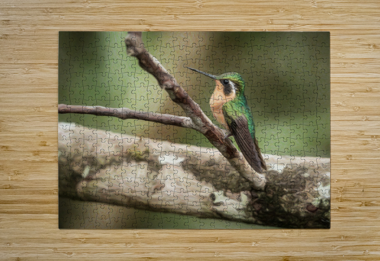 White throated mountaingem hummingbird perched on a twig  in Cos Steve Heap Puzzle printing