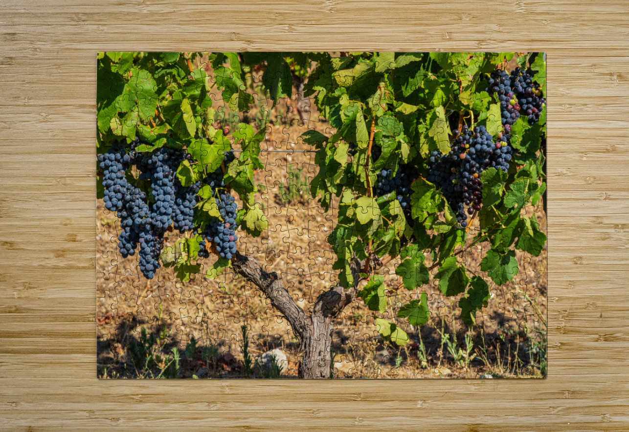 Grapes for port wine by the River Douro Steve Heap Puzzle printing