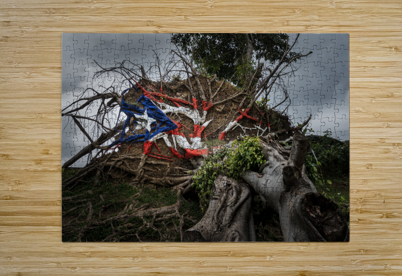 Fallen tree from Hurricane Maria in San Juan  HD Metal print with Floating Frame on Back