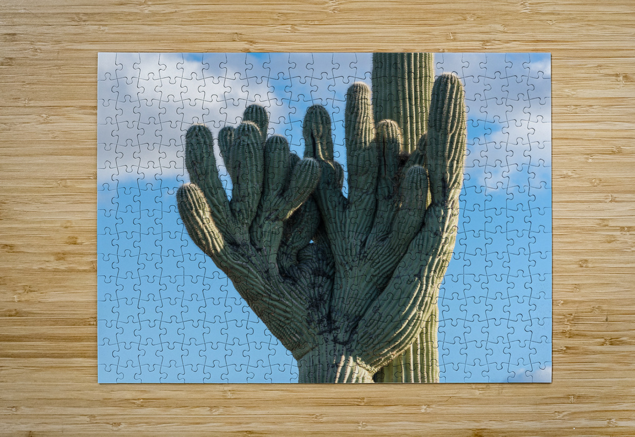 Crested Saguaro in National Park West  HD Metal print with Floating Frame on Back