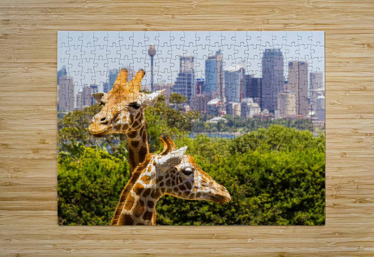 Giraffes with a fabulous view of Sydney  HD Metal print with Floating Frame on Back