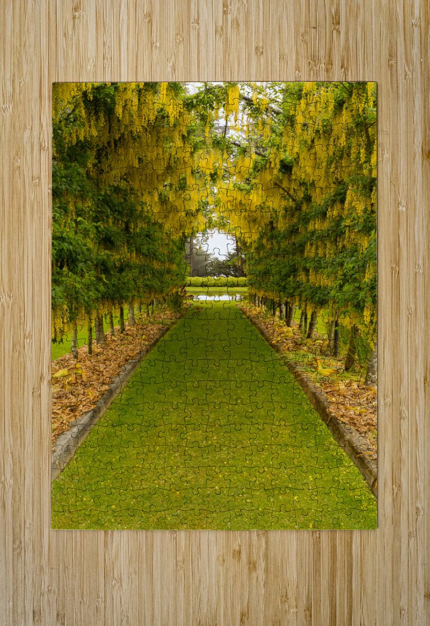 Laburnum Arch in full bloom over grass path Steve Heap Puzzle printing
