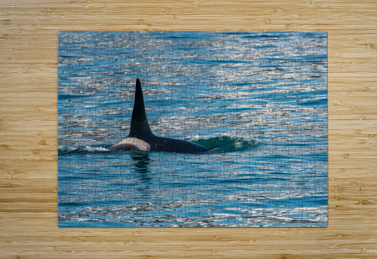 Fin of orca whale cutting through Resurrection Bay Seward Steve Heap Puzzle printing