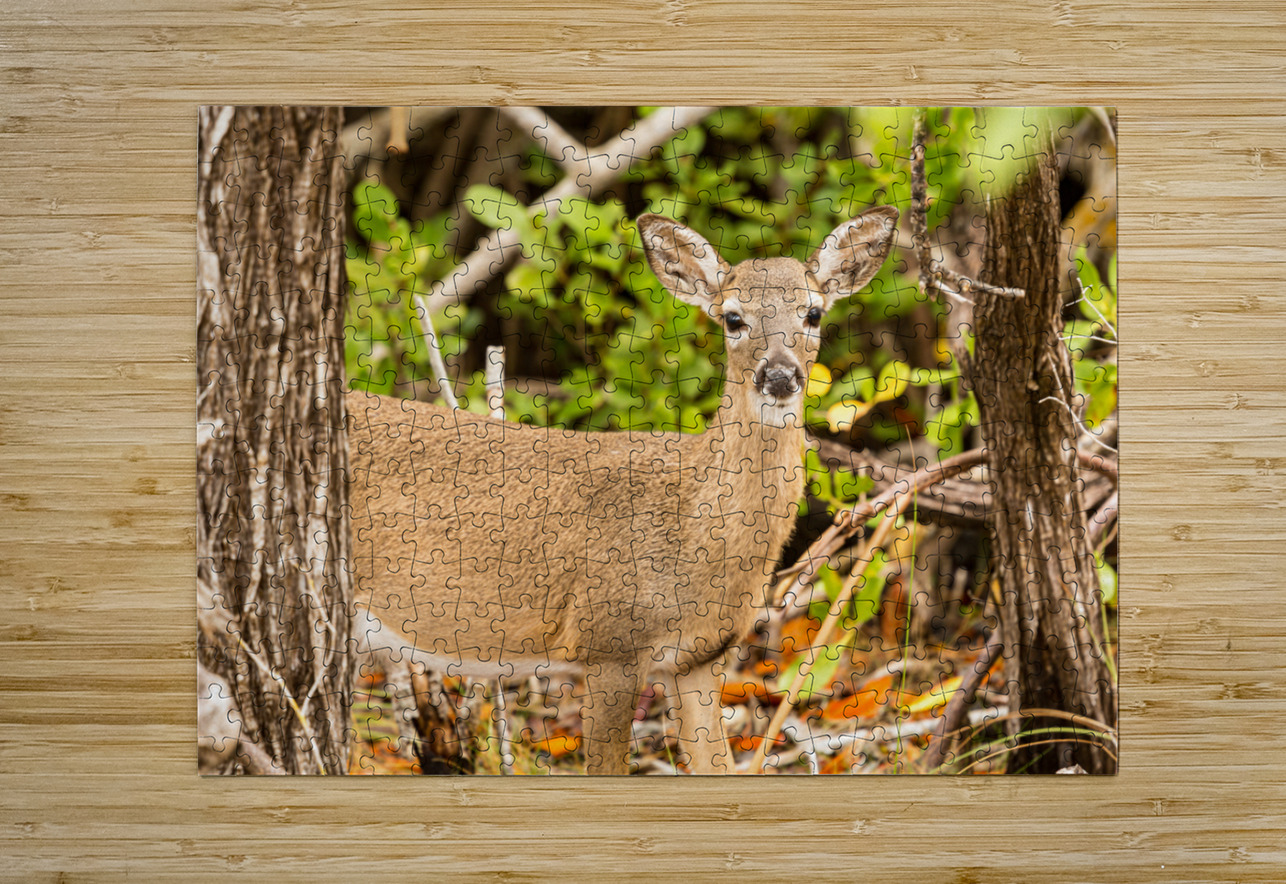 Small Key Deer in woods Florida Keys Steve Heap Puzzle printing