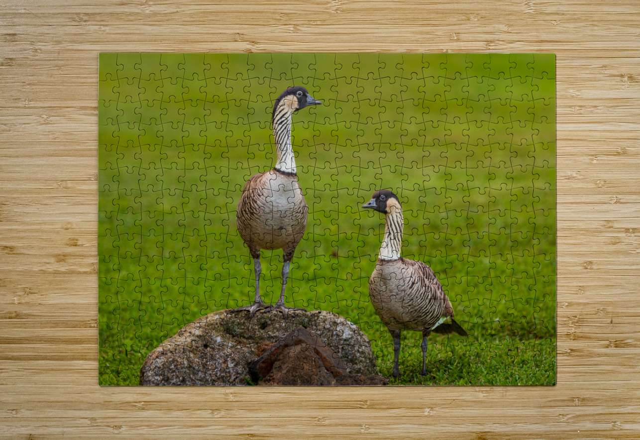 Pair of nene geese Steve Heap Puzzle printing