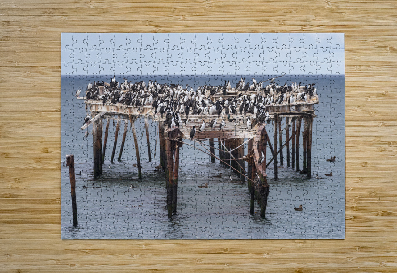 Colony of Imperial Cormorant seabirds in Punta Arenas Chile Steve Heap Puzzle printing