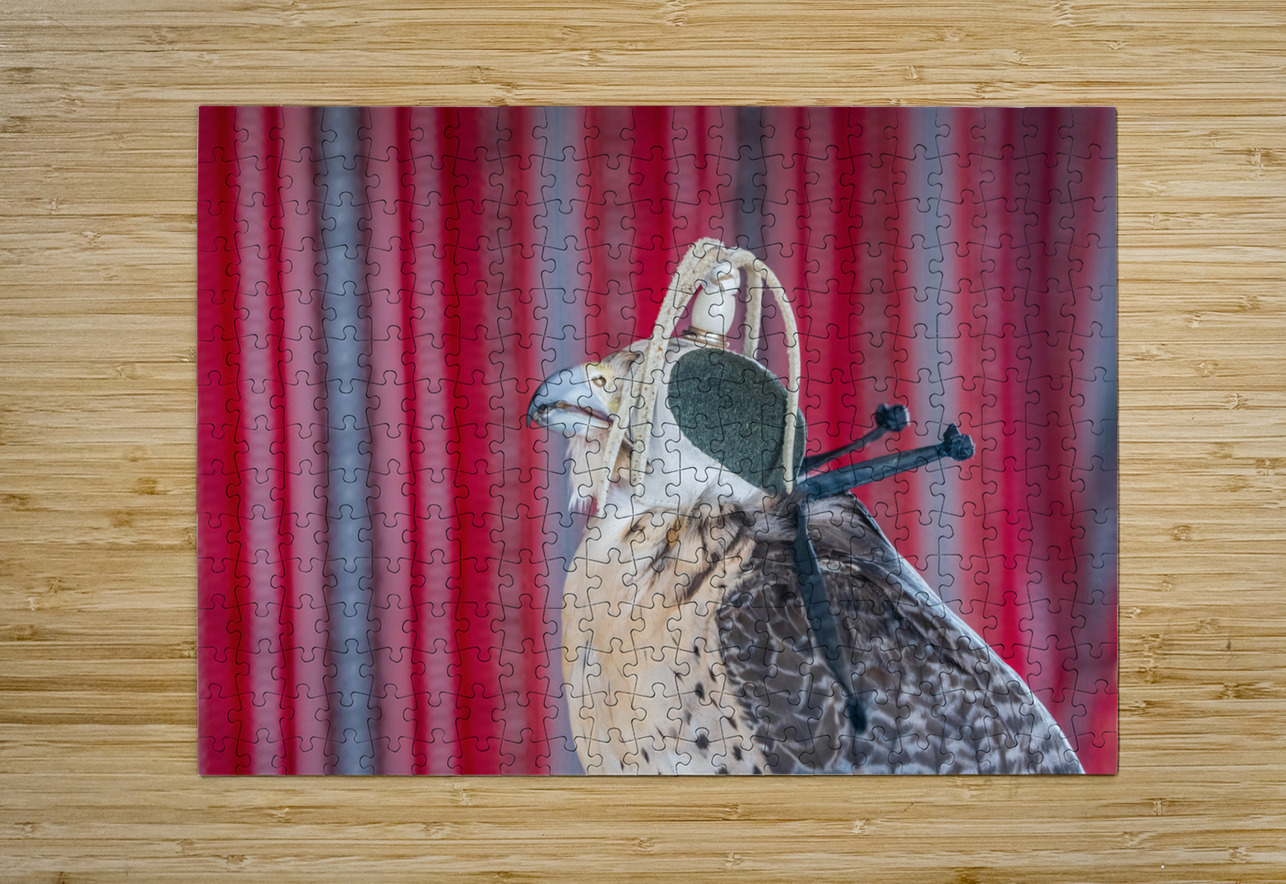 Falcon indoors wearing a leather cap with straps around its neck Steve Heap Puzzle printing
