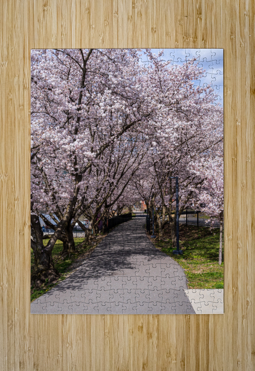 Cherry blossoms over walking trail  by the river in Morgantown W Steve Heap Puzzle printing