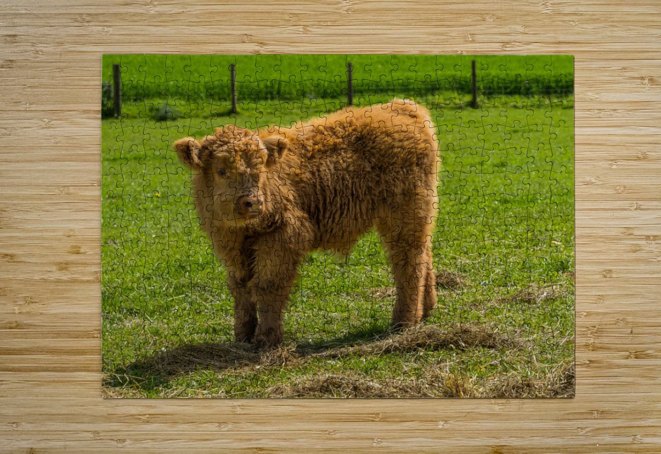 Young male highland calf in meadow facing the camera Steve Heap Puzzle printing