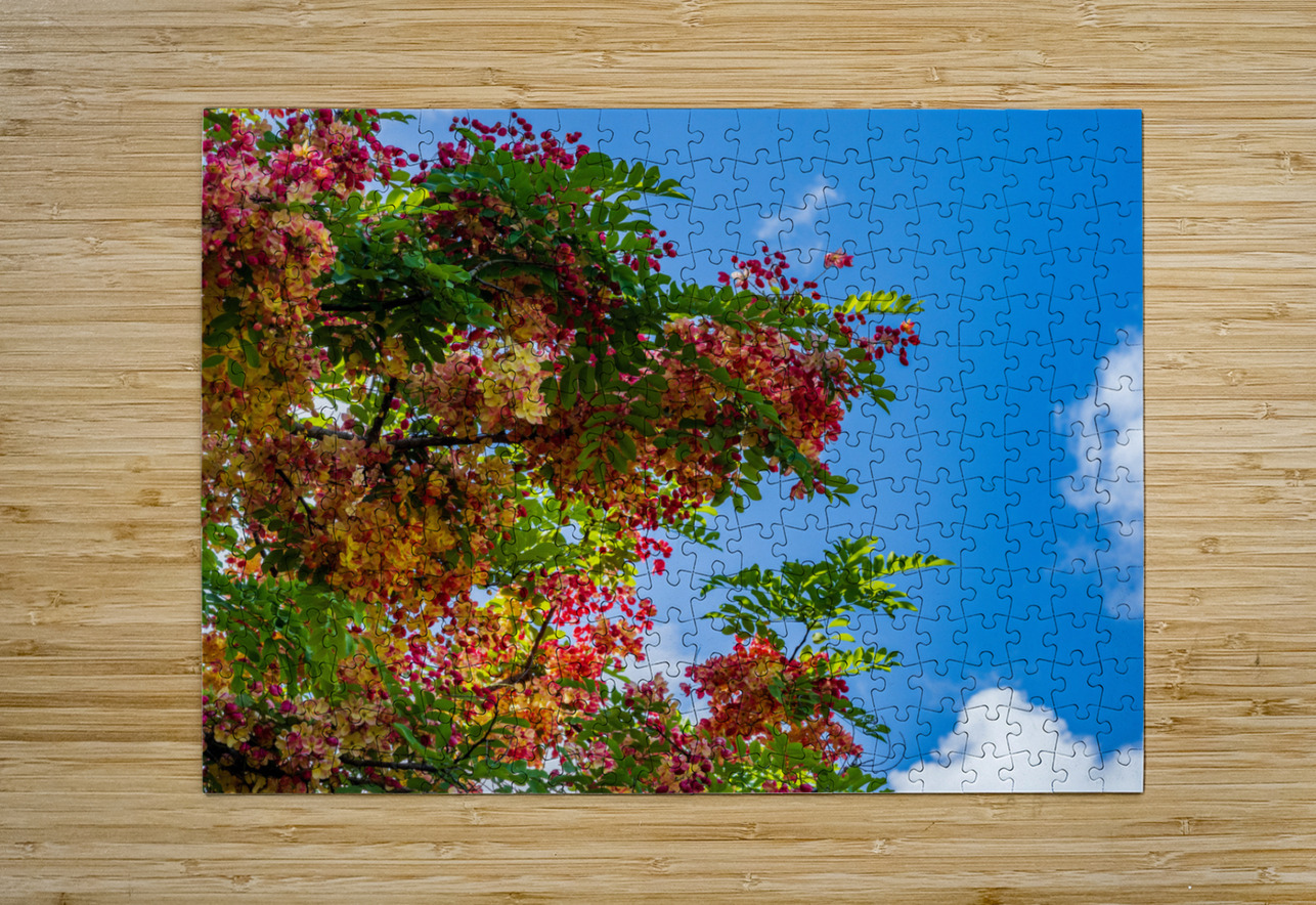 Gorgeous rainbow shower tree blossoms against blue sky Steve Heap Puzzle printing