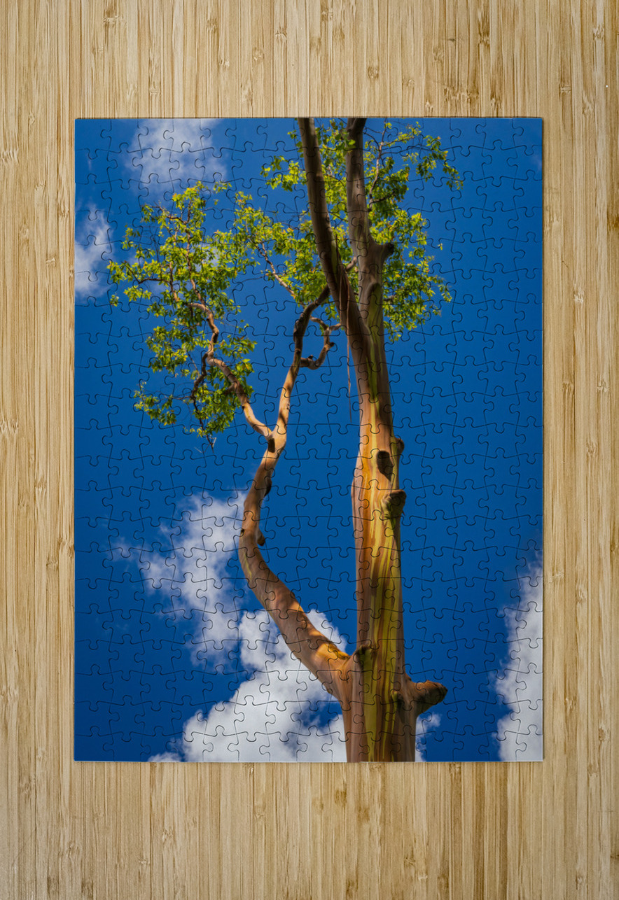 Branches of rainbow eucalyptus trees in Keahua Arboretum Steve Heap Puzzle printing