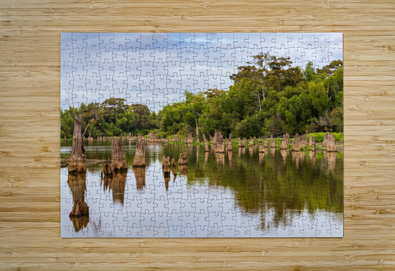 Stumps of bald cypress trees rise out of water in Atchafalaya ba Steve Heap Puzzle printing