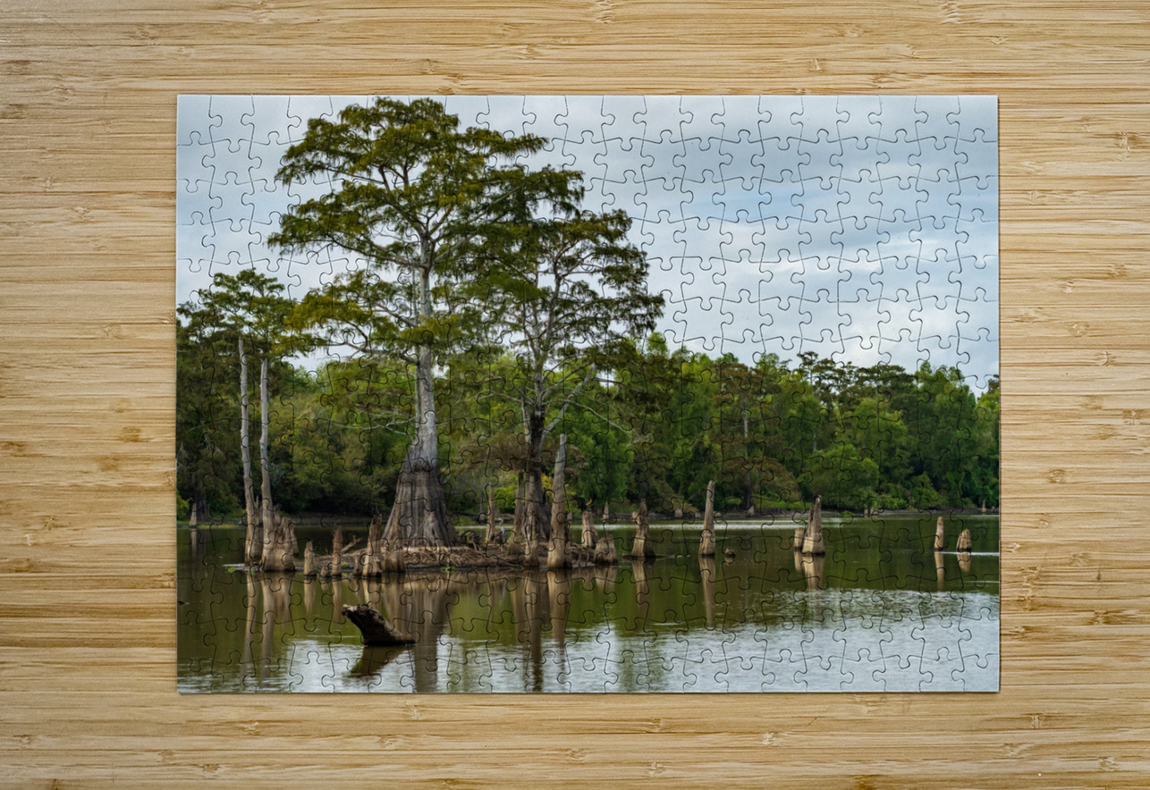 Large bald cypress trees rise out of water in Atchafalaya basin Steve Heap Puzzle printing