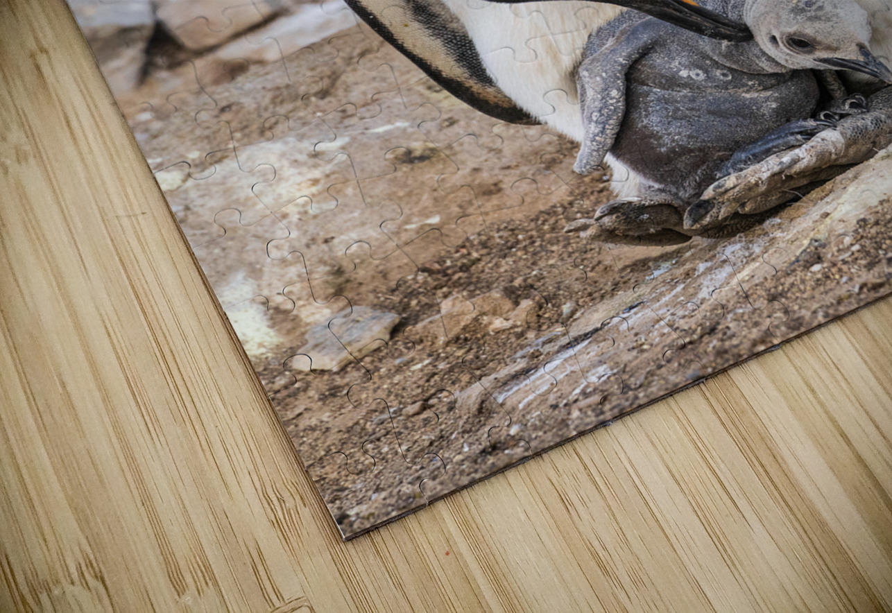 Small chick hiding in the feathers of a King Penguin at Bluff Co Steve Heap Puzzle