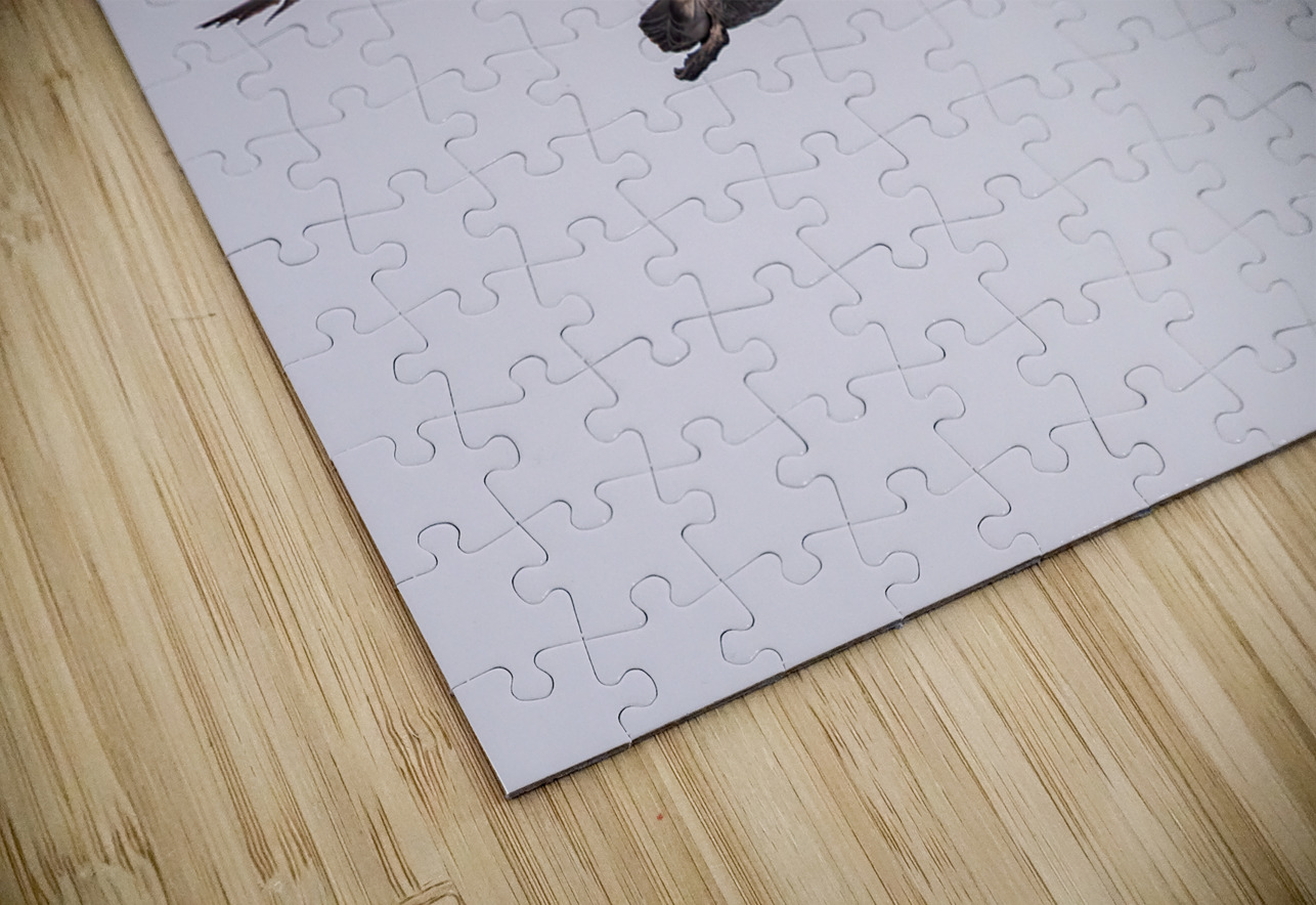 Southern giant petrel flying alongside cruise ship in South Atla Steve Heap Puzzle