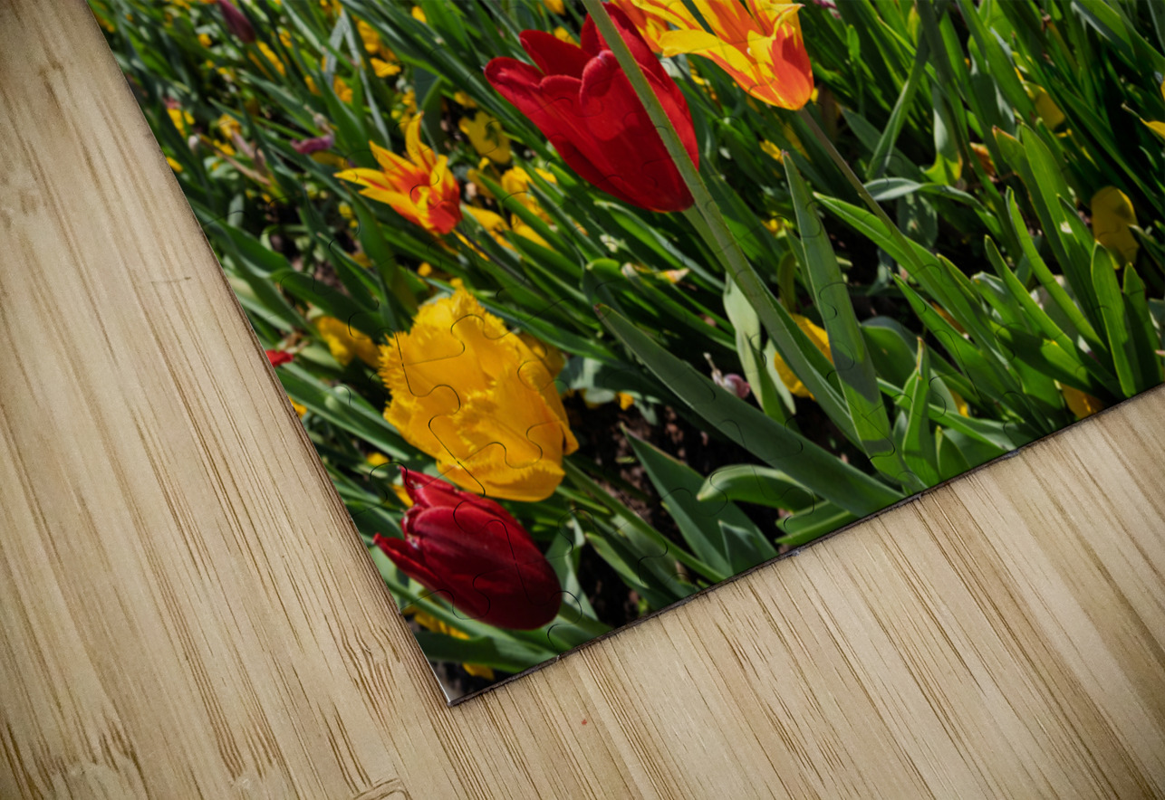 Field of vibrant tulips in full bloom creating a colorful tapes Steve Heap Puzzle