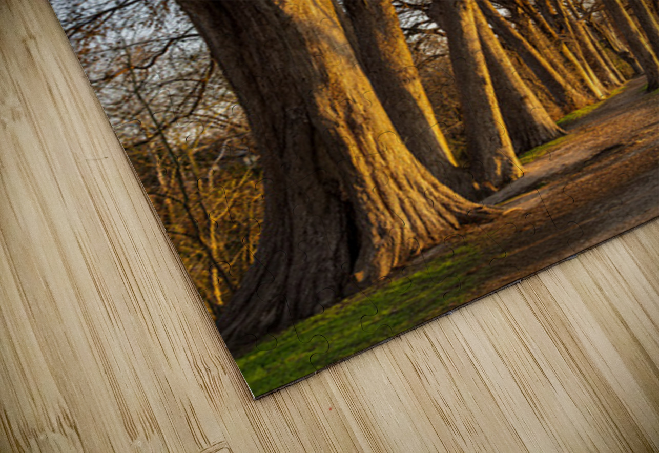 Large cypress trees in Cypress Bend Park by the side of Guadalup Steve Heap Puzzle