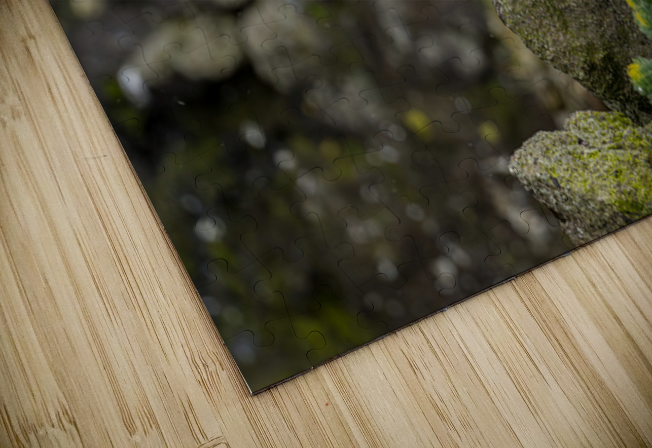 Single puffin on the cliffs in the Skalanes Nature and Heritage  Steve Heap Puzzle