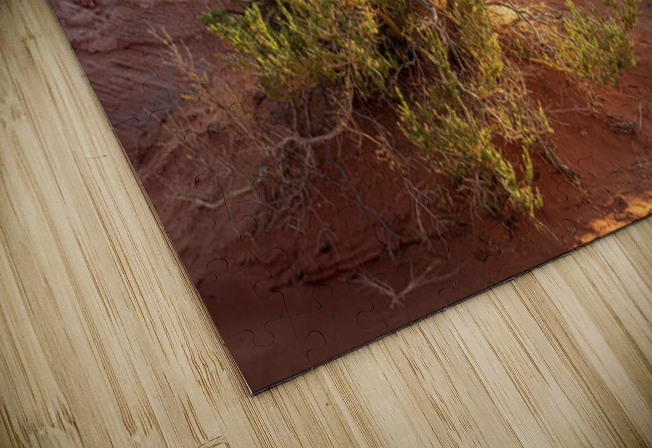 Detail of bush around Rainbow Vista trail in Valley of Fire stat Steve Heap Puzzle