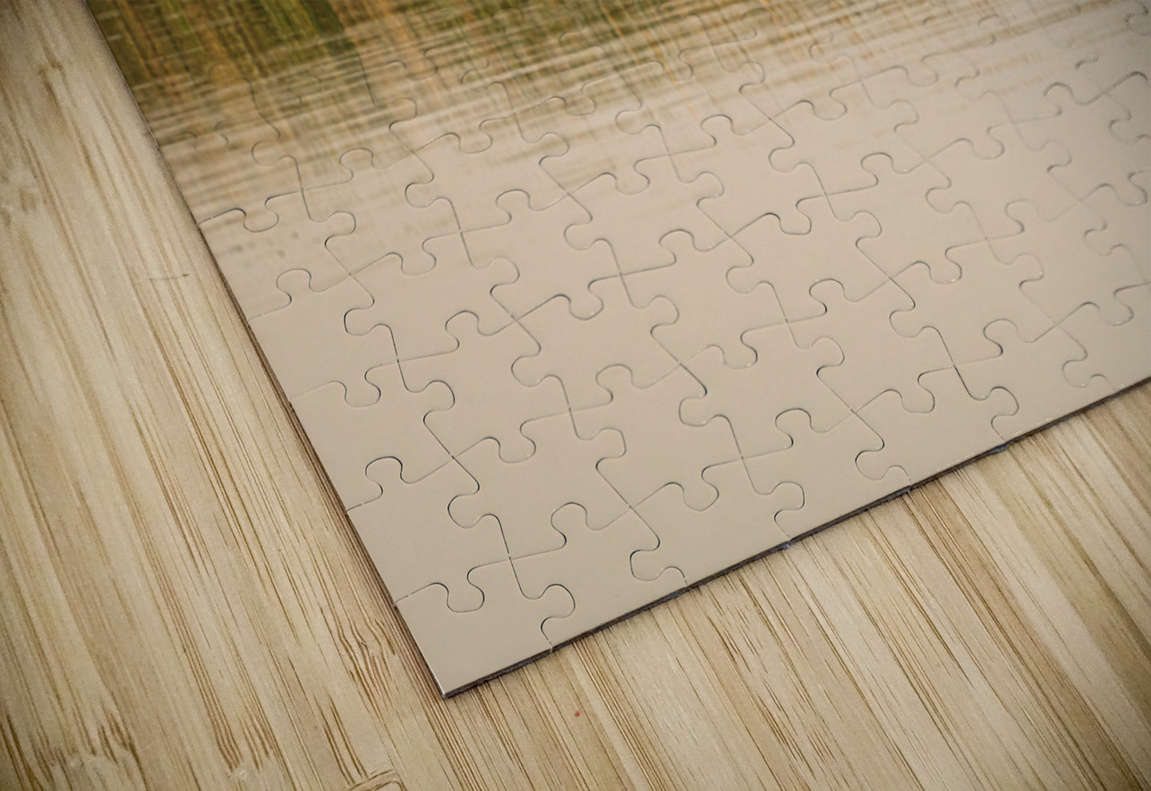 The still water reflects the reeds and their golden reflections  Steve Heap Puzzle