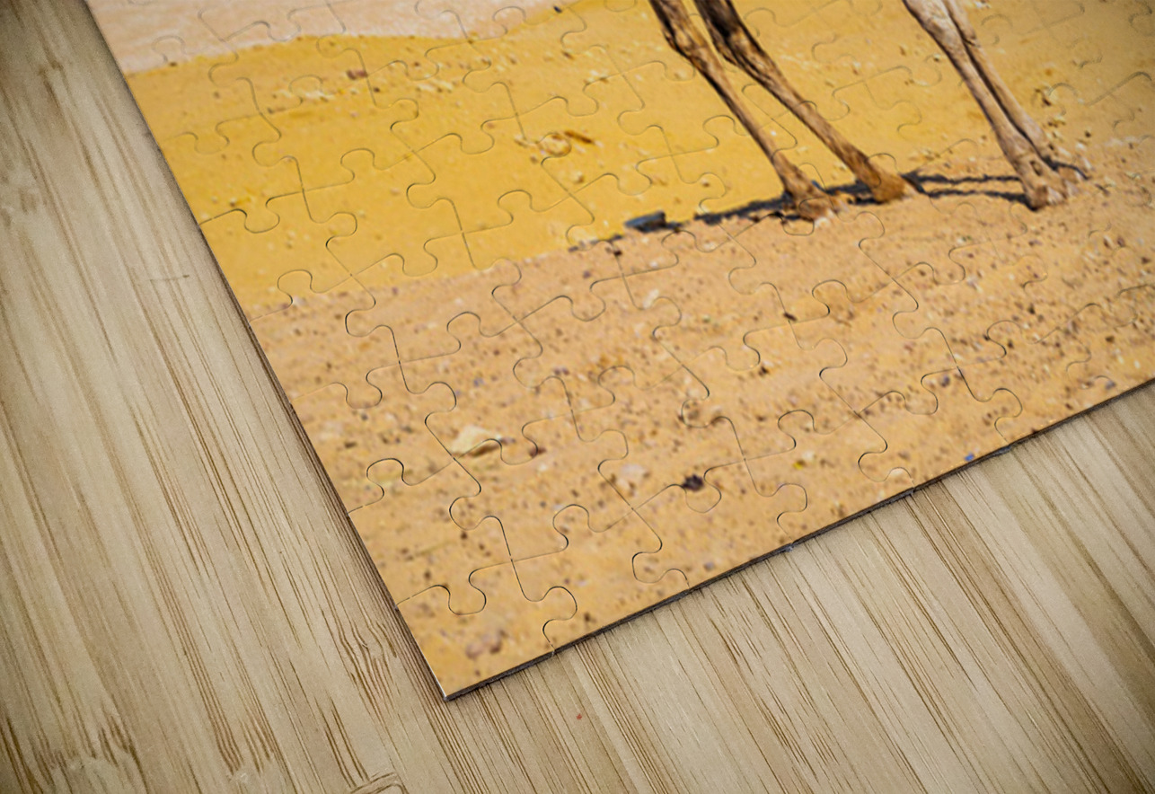 Single camel standing in front of Great Pyramid of Giza waiting  Steve Heap Puzzle