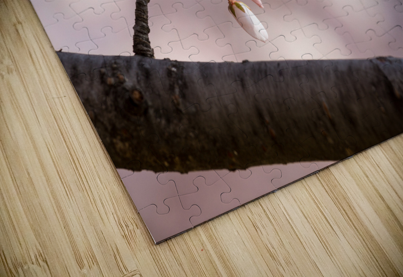Close up of Cherry Blossom flowers Steve Heap Puzzle