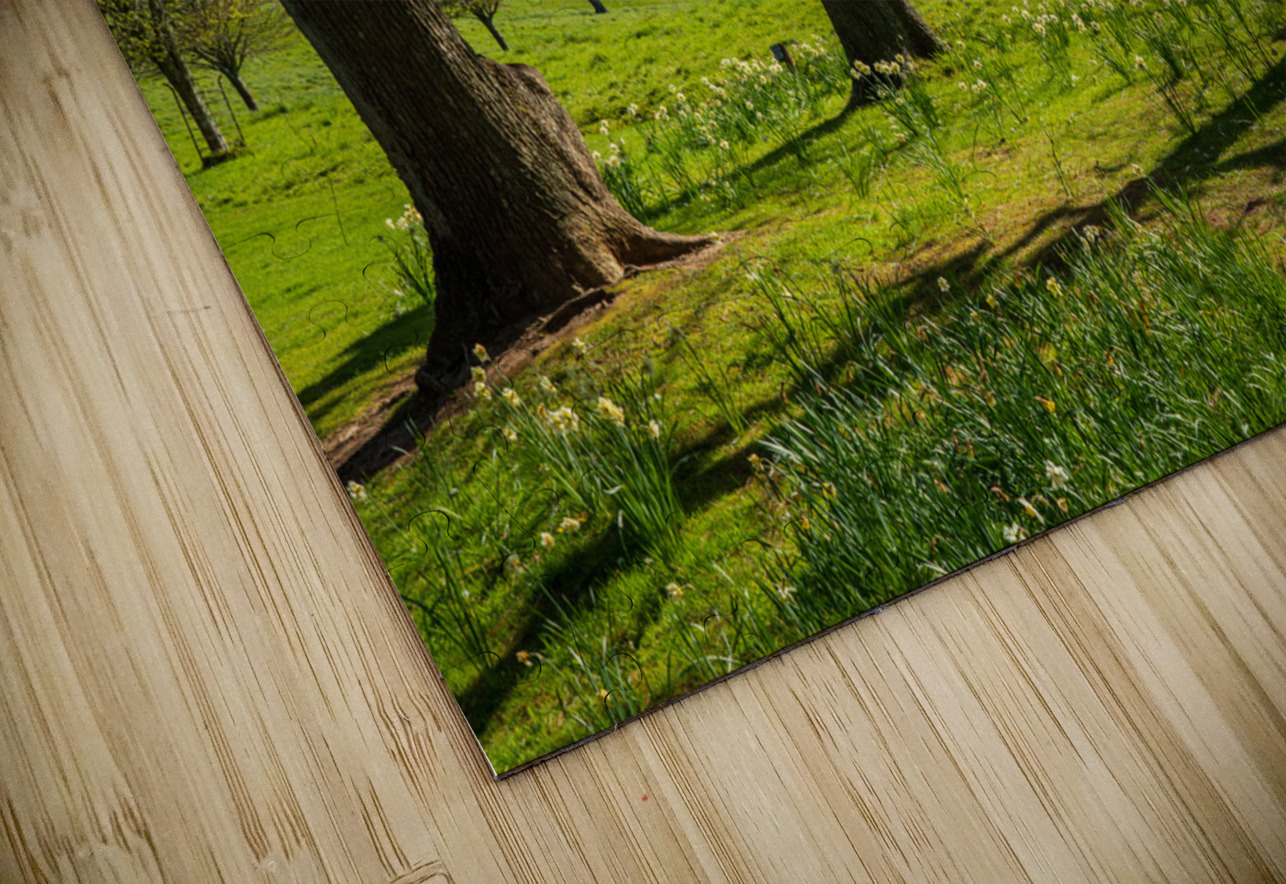 View across daffodils to River Fal near Truro Steve Heap Puzzle