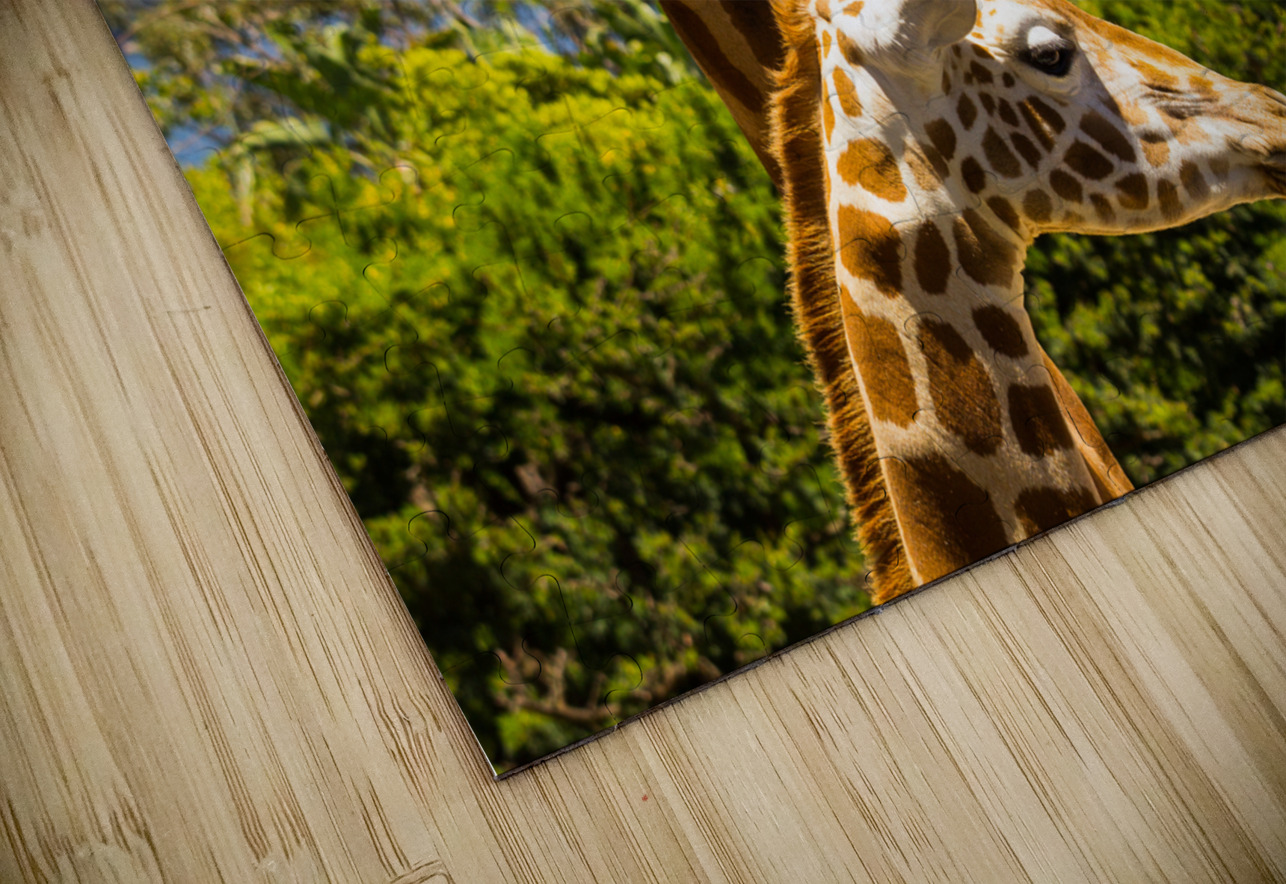 Giraffes with a fabulous view of Sydney HD Sublimation Metal print
