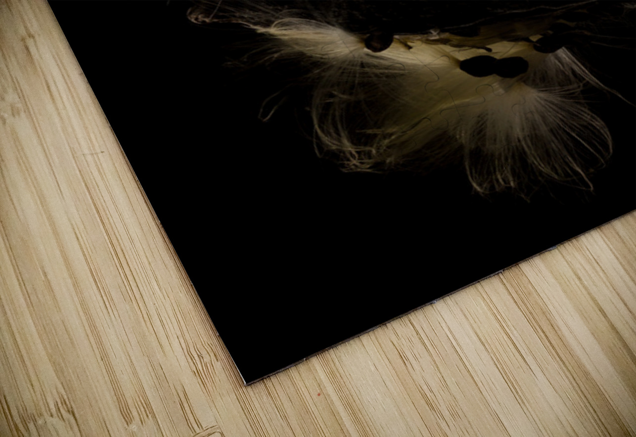 Macro photo of swamp milkweed seed pod Steve Heap Puzzle