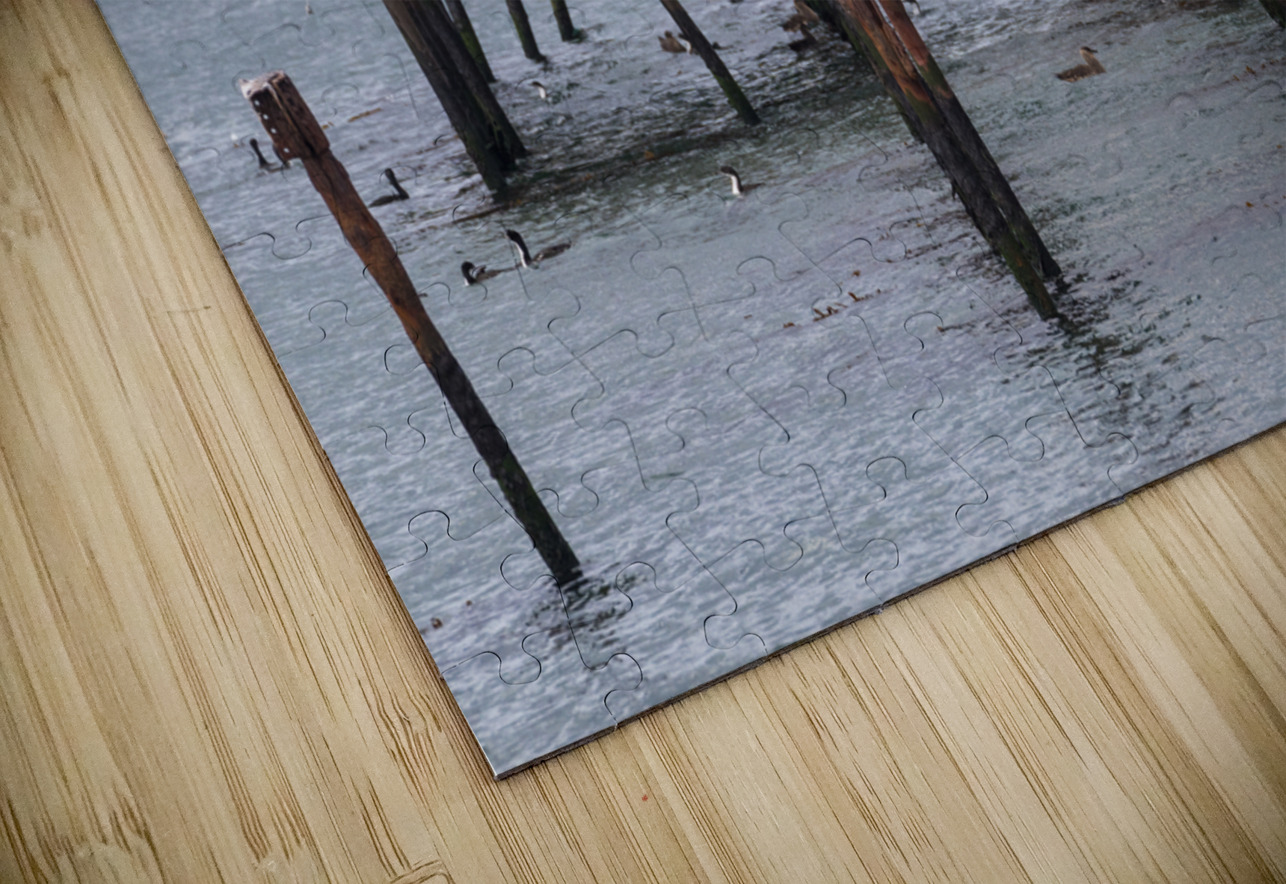 Colony of Imperial Cormorant seabirds in Punta Arenas Chile Steve Heap Puzzle