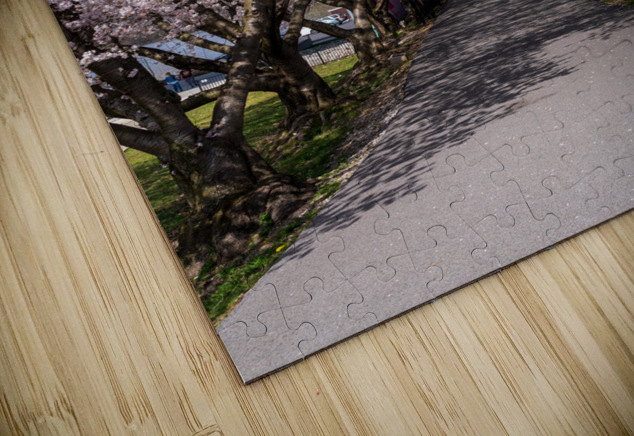 Cherry blossoms over walking trail  by the river in Morgantown W Steve Heap Puzzle