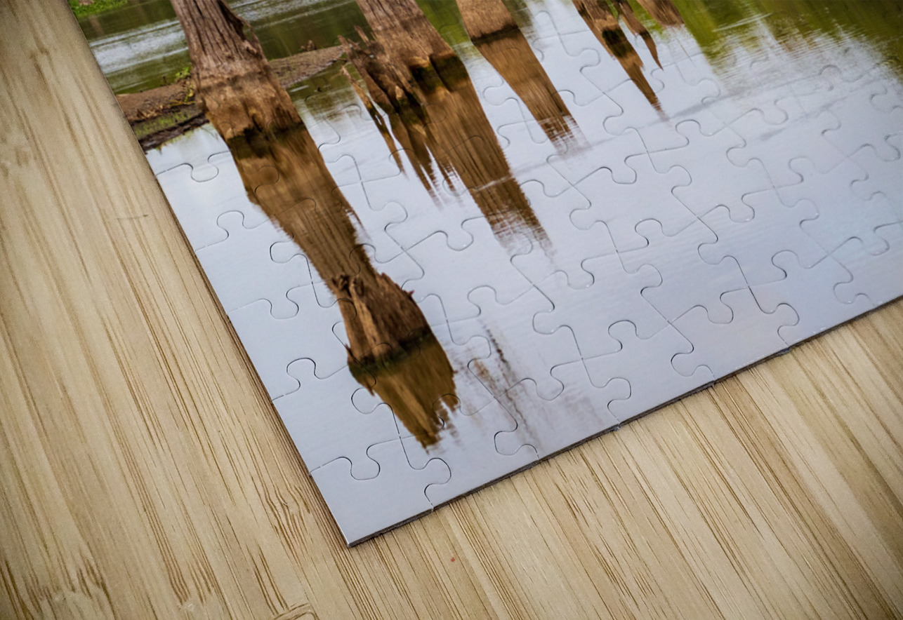 Stumps of bald cypress trees rise out of water in Atchafalaya ba Steve Heap Puzzle
