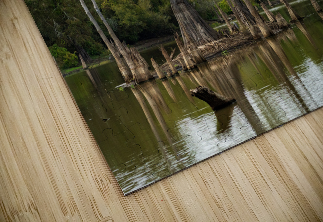 Large bald cypress trees rise out of water in Atchafalaya basin Steve Heap Puzzle