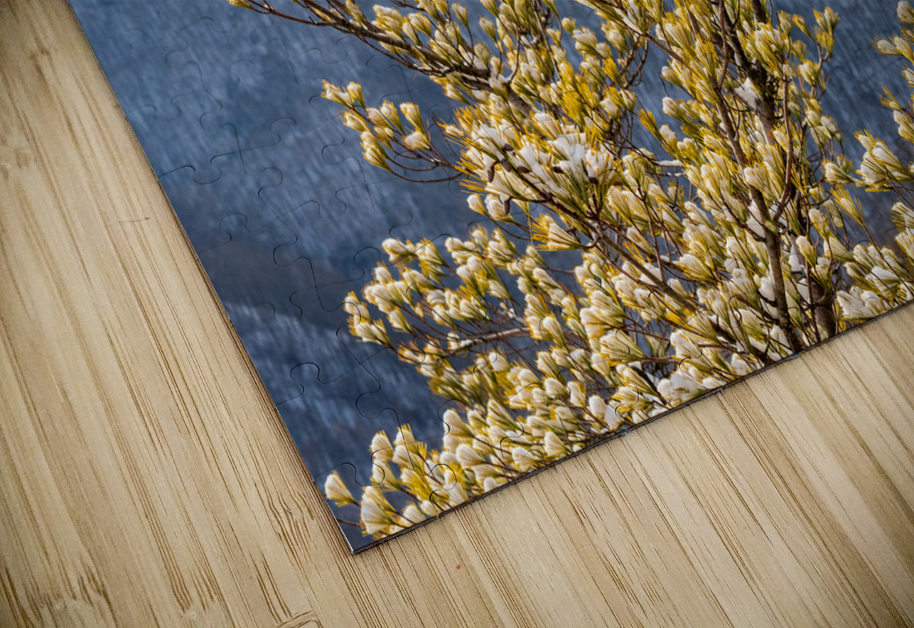 Eastern White Pine covered with snow at Coopers Rock Steve Heap Puzzle