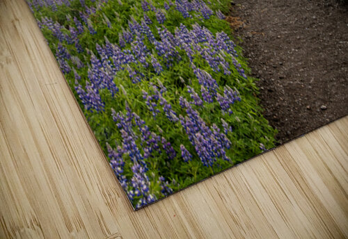 Path from the bird watching cliffs at Skalanes Nature Center Steve Heap puzzle