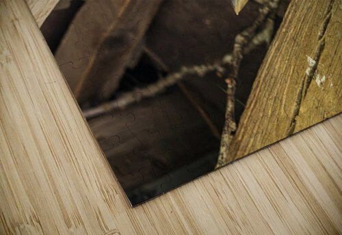 Head of a jackdaw poking out from nest in the rafters of an old  Steve Heap puzzle