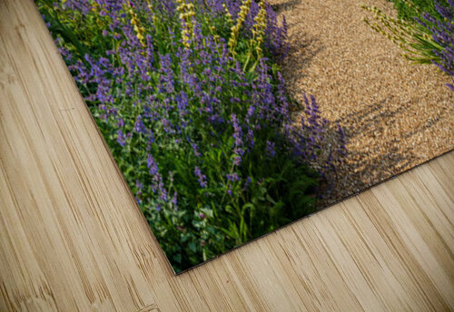 Flowering shrubs in a hedged flower garden on the Isle of Wight Steve Heap puzzle