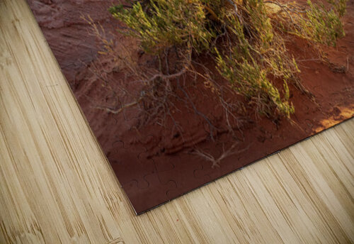 Detail of bush around Rainbow Vista trail in Valley of Fire stat Steve Heap puzzle