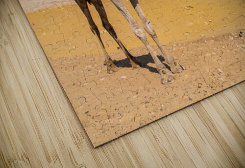 Single camel standing in front of Great Pyramid of Giza waiting  Steve Heap puzzle