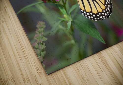 Beautiful Monarch butterfly feeding in garden Steve Heap puzzle