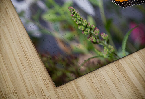 Beautiful Monarch butterfly with wings open Steve Heap puzzle