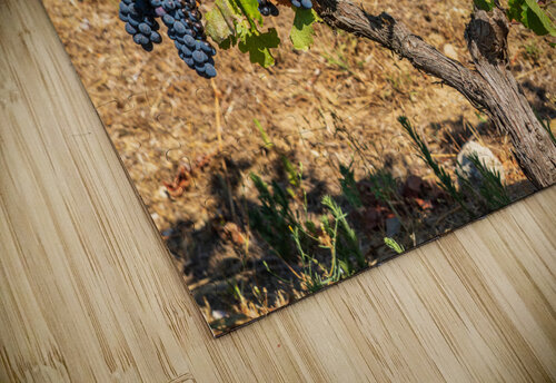 Grapes for port wine by the River Douro Steve Heap puzzle