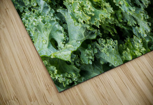 Freshly washed and trimmed kale leaves Steve Heap puzzle