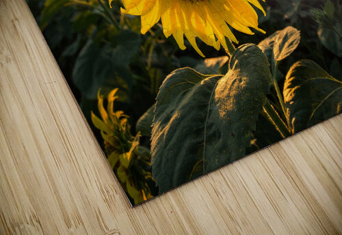 Sunflowers in early evening as sun sets Steve Heap puzzle