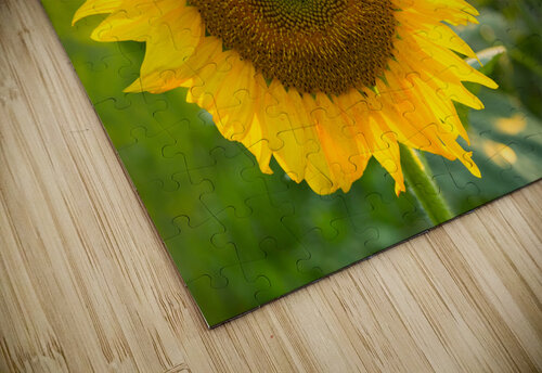Sunflowers in early evening as sun sets Steve Heap puzzle