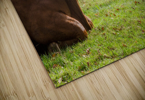Large brown cow resting in meadow Steve Heap puzzle