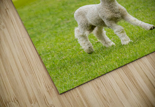 Cute lamb in meadow in wales or Yorkshire Dales Steve Heap puzzle