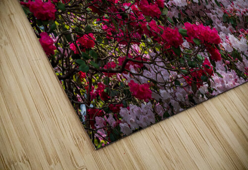 Azaleas and Rhododendron trees surround pathway in spring Steve Heap puzzle