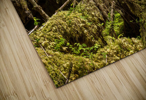 Dense vegetation in temperate rain forest in Alaska Steve Heap puzzle